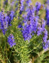 иссоп лекарственный