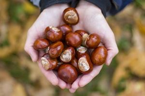 плоды конского каштана свойства