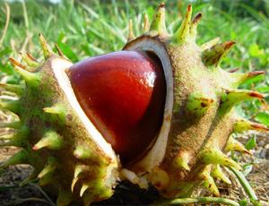 каштан конский противопоказания
