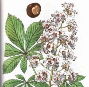 конский каштан фото лечебные свойства