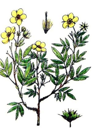 курильский чай полезные свойства и противопоказания