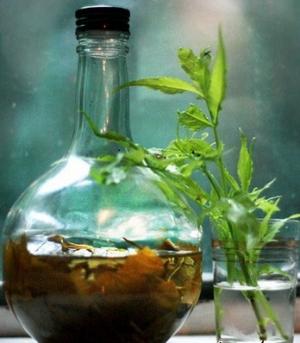 растение любисток и его полезные свойства