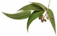 эвкалипт лечебные свойства