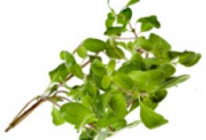 трава майоран фото