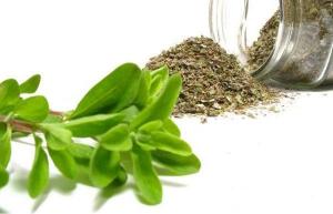 майоран лечебные свойства