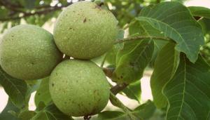 масло грецкого ореха в косметологии