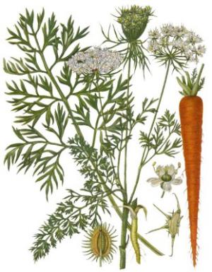 морковь польза и вред