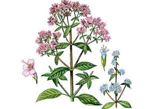 орегано приправа применение к каким блюдам