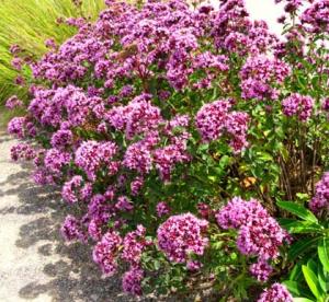 приправа орегано для каких блюд