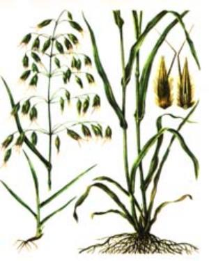 овсянка польза и вред