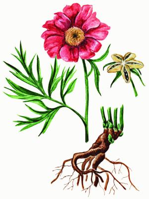 марьин корень лечебные свойства отзывы