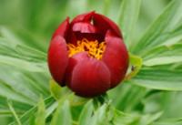 марьин корень лечебные свойства и противопоказания