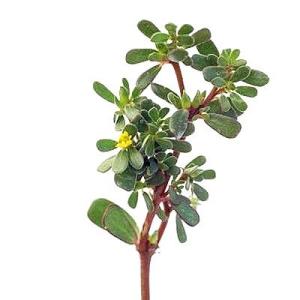 как приготовить портулак огородный