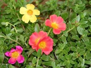 салат из портулака огородного