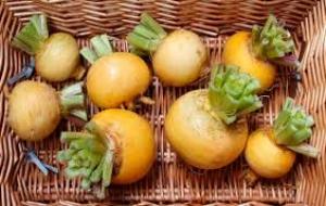 репа польза и вред