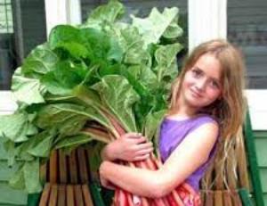 листья ревеня польза и вред