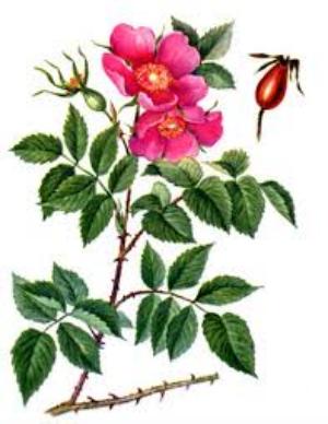 масло шиповника польза и вред как принимать