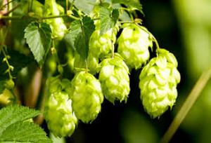 шишки хмеля лечебные свойства