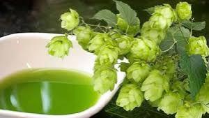 шишки хмеля свойства противопоказания
