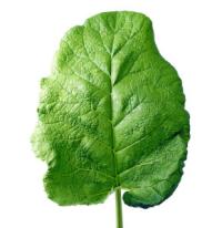 лечение суставов лопухом какой стороной прикладывать