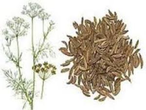 зира полезные свойства и противопоказания