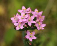 золототысячник лечебные свойства и противопоказания фото