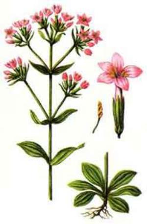 золототысячника трава где растет