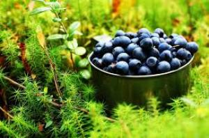 польза черники для детей