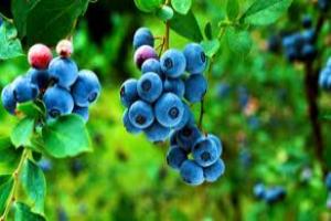 листья черники польза