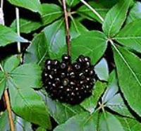 аралия маньчжурская фото