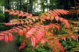 аралия маньчжурская