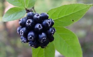 аралия маньчжурская препараты