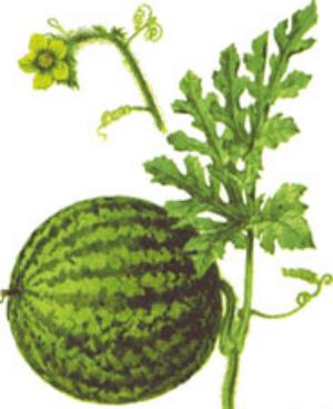 арбуз польза и вред для здоровья