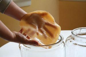 чайный гриб польза и вред