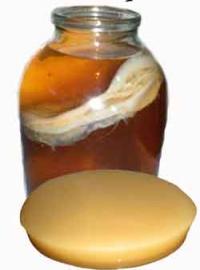 чайный гриб польза и противопоказания