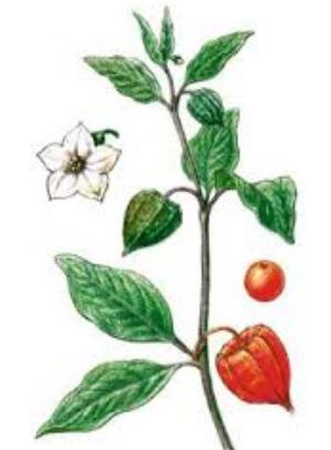 физалис полезные свойства и противопоказания