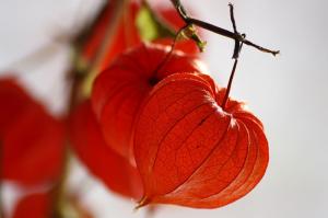 ягоды физалиса полезные свойства