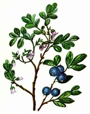 голубика полезные свойства