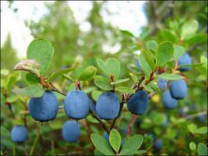 голубика лесная полезные свойства