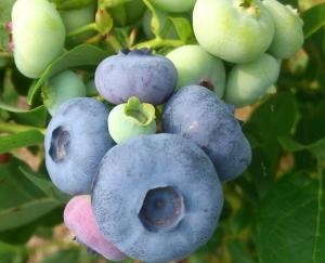 голубика садовая полезные свойства и противопоказания