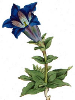 горечавка фото