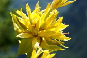 горечавка легочная