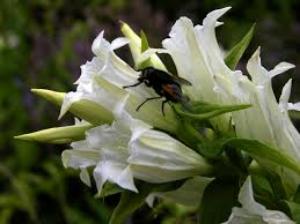 цвет горечавки
