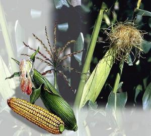 трава кукурузные рыльца лечебные свойства и противопоказания