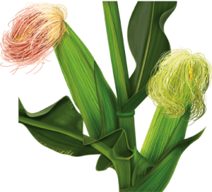 кукурузные рыльца лечебные свойства и противопоказания