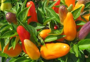 красный болгарский перец польза и вред