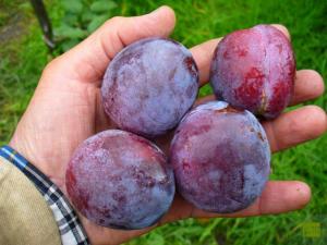 слива польза и вред для организма