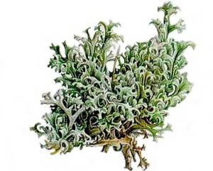 туберкулез народные средства лечения барсучий жир