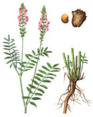 мед эспарцетовый полезные свойства