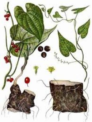 применение адамова корня